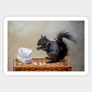 Black squirrel enjoys a bag of peanuts Sticker